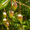 Sweet Mango Tree Live Plant, 7-11 Inch Tall, Yellow Mango Plant Live for Outdoor Planting, in Pot, Well-Rooted Tropical Fruit Tree