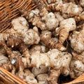 10 Jerusalem Artichoke Tubers, Sunchokes Sunroots for Planting, Large Size, Hardy Perennial Artichoke Roots Vegetables for Garden