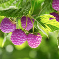 2 Glencoe Raspberry Plants Live for Planting, Thornless Raspberry Trees Live Plants 5 to 9 Inches Height, Purple Raspberry Berry Fruits