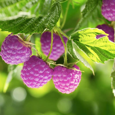 2 Glencoe Raspberry Plants Live for Planting, Thornless Raspberry Trees Live Plants 5 to 9 Inches Height, Purple Raspberry Berry Fruits