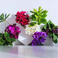 One Random African Violets Live Plant, African Violet Plant, House Plant Flower Home Decoration, 4 Inc Pot