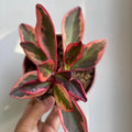 Rare Peperomia Rainbow Plant, Peperomia Tree, 4'' Tall, House Plant for Living Room, Desk
