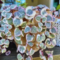 String of Hearts Plant Live, Variegated String of Hearts Plant Live, Succulent Vine Plant Live for Hanging Baskets, 2.5 Inches Pot