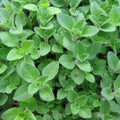 Greek Oregano Live Plant 3" Pot, Green Oregano Leaf Plant, Fragrant Herb Seedlings Grow Indoor Outdoor