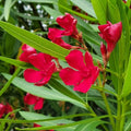 2 Pink Oleander Plants Live, 3 Inc and 5 Inc Tall, Fragrant Flower Live Plant, Live Oleander Plant, Oleander Live Plant Indoor, Ready to Plant