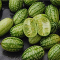 2 Cucamelon Plants Seedlings, Cucamelon Mini Cucumber Live Plant Gardening 3 to 6 Inc Tall Vegetable Plant