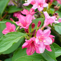 Pink Weigela Live Plant, 4 Inch Pot Weigela Flower Plant for Garden, 4 to 8 Inch Tall Outdoor Plant