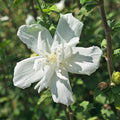 1 White Rose of Sharon Plant Live 4 Inch Pot, Hardy Hibiscus Shrub with Vibrant Blooms, Althea Hibiscus Syriacus Flowers