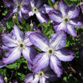 Purple White Clematis Vine Plant Live for Planting, Fragrant Clematis Plant Live in 2.5 Inches Pot, Clematis Flowers Perennial