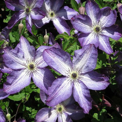 Purple White Clematis Vine Plant Live for Planting, Fragrant Clematis Plant Live in 2.5 Inches Pot, Clematis Flowers Perennial