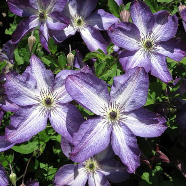 Purple White Clematis Live Plant, Perennial Climbing Vine, 2.5 Inch Pot