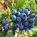 Random Blueberry Plant Live for Planting, Blueberry Bushes for Planting, 4"-7" Cold Hardy Blueberries Southern Highbush