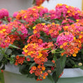 2 Light Pink Lantana Plants Live Trees, Ready to Bloom, Hardy Long Blooming Seasons, Vibrant Colorful Perennial Fragrant, 5-10" in Tall, Full Sun Growing