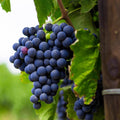 1 Purple Grape Vine Live Plants, Seedless Hardy Grape Fruit Plants, 1-2 Years Old for Outdoor, Grape Trees,