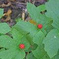 10 Goldenseal Plant Roots Perennial Herb Goldenseal Plants Roots for Planting