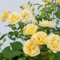 Yellow Rose Bush Plant Live, Fragrant Rose Bushes Plant Live, Rose for Planting, Starter Size, 4 to 10 Inc Tall