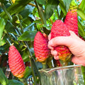 Shampoo Ginger Plant Roots, 4 Live Ginger Rhizomes, Red Pinecone Ginger, Zingiber Zerumbet Perennial for Outdoor Garden