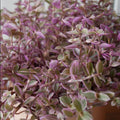 Pink Callisia Repens Plant Live, Callisia Repens Succulents Plant Live, Pink Turtle Vine Live Indoor House Plant 2Inch Pot for Growing