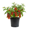 Long Red Tomato Plants Live for Planting, Live Tomato Plant in Pot, Well Rooted, Sweet Tomatoes for Edible Garden