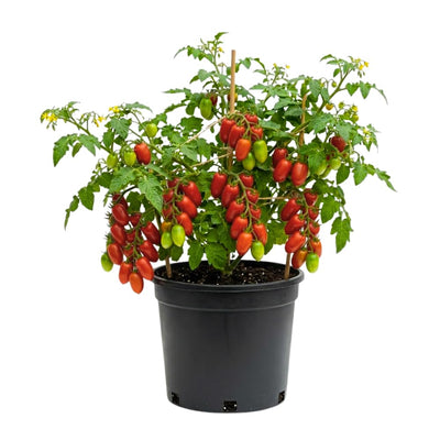 Long Red Tomato Plants Live for Planting, Live Tomato Plant in Pot, Well Rooted, Sweet Tomatoes for Edible Garden