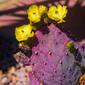 Purple Prickly Pear Plant, Prickly Pear Cactus Live Plant, 3-5 Inch, Outdoor Growing