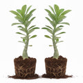 2 Mix Desert Rose Plant Live, Assorted Adenium Desert Rose Flowers, Perennial Flowers Succulent Plant, Vibrant Colorful Bloom, 4 to 7 Inch Tall, Well Rooted