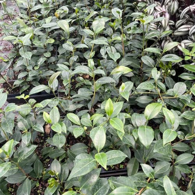 Camellia Plants Live, Rare Camellias Tree Live Plant, Vibrant Flower Shrub, Well-Rooted in Pot, Indoor Outdoor Flowering Zones 7-10 (Deep Pink)