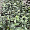 Bright White Camellia Plants Live, Rare Camellias Tree Live Plant, Bright White Flower Shrub, Well-Rooted in Pot, Indoor Outdoor Flowering Zones 7-10