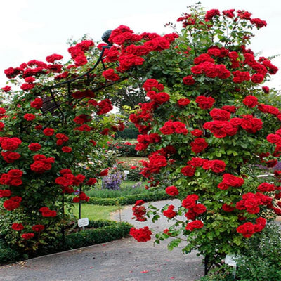 Red Don Juan Climbing Rose Live Plant, Donjuan Rose Climber Bushes Shrubs, Starter Size, 4 to 10 Inc Tall