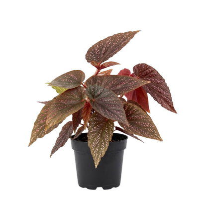 Trailing Begonia Plant Live, Rare Begonias Live Plant, 4-8 Inc Starter Indoor Outdoor Houseplant (Pink Leaf with White Spots Begonia)