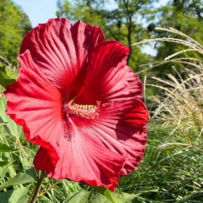2 Red Hibiscus Plants Live 5-9" in Tall, Hardy Hibiscus Tree Live Plant Year-Round Blooming, No Pot, Outdoor Perennial Planting