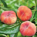 Donut Peach Live Plant, Outdoor Garden Fruit Tree, 1-2 Ft Tall