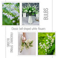 10 Lily of The Valley Flower Bulbs, Fragrant White Lily Flowers Bulbs, Lilies of The Valley Bulbs Perennial for Planting Outdoors