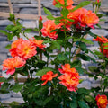 Rose Plant Live Ready to Plant, Fragrant Roses Flowers, in Pot, Ornamental Flowers Indoor Outdoor Home Garden (Orange Rose)