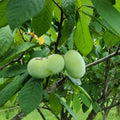Pawpaw Live Plant, Home Garden Fruit Tree, 8-12 Inch Tall