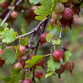 Red Purple Gooseberry Plant, 5-7" Starter Plant, Live Gooseberry Fruit Bush Plants in Soil, No Pot - Edible Berry Fruit Shrub, Hardy Outdoor Garden Plant