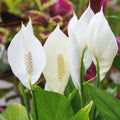 Peace Lily Tree Live Plant, Peace Lily Plant Live, White Flower, 5-9 Inches Tall, 4 Inch Pot for Indoor Planting
