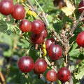 Jeanne Gooseberry Plant Live for Planting, Gooseberry Bush Live Plant 5 to 9 Inch Height, Gooseberry Fruit Tree