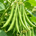 Live Green Bean Plant, Bean Bush Plants, 3-5 Inches Tall