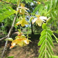 Tamarind Tree Live Plant, 4 Inc Pot, Tamarind Plant Live from 5 Inc Tall