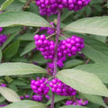 American Beautyberry Plant Live in 4'' Pot, Purple Berries Tree, 4-6'' Tall, Ornamental Plant for Indoor Outdoor Planting, Ready to Grow