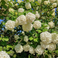 Old Snowball Viburnum Plants Live in 4" Pot, 6-12 Inch Tall, White Flowers Shrubs, Perennial Hardy Snowball Viburnum Flowers Plants, Leafless in Winter