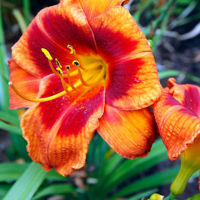 Daylily Plant, Orange Red Daylily Plant for Planting, Daylilies Perennial Plant, Daylilies Live Plant, Live Daylily Flowers Plant 4 Inches Potted for Garden