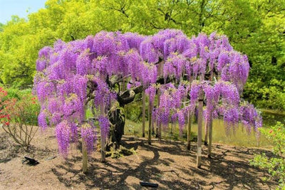 Purple Wisteria Vine Plant, Wisteria Tree Live, 2.5 Pot, 6 to 13 Inc Tall, Well Rooted, Ready to Plant
