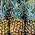 02 Pineapple Plants Live for Outdoor Full Sun Spring Planting, Cold Hardy Fruit Tree Starter from 4-6" in Tall, No Pot (Early Growing Pineapple)