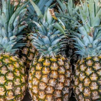 02 Pineapple Plants Live for Outdoor Full Sun Spring Planting, Cold Hardy Fruit Tree Starter from 4-6" in Tall, No Pot (Early Growing Pineapple)