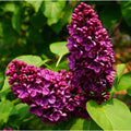 Live Purple Lilac Plant, Fragrant Syringa Flower Starter Plant, 6 to 8 Inch Tall Dormant Well Rooted, Syringa Live Plant, Lilac Bushes Live Plant, Live Lilac Tree Ready to Plant