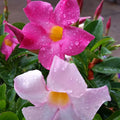 2 Pink Mandevilla Plants Live, Mandevilla Live Plant, Mandevilla Vine Plant, 4 to 6 Inc Tall, Shrub Plant Live for Indoor Outdoor, Mandevilla Plant Pot