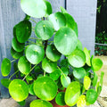 Money Plant, 02 Pilea Peperomioides Plants Live for Garden, House Plant, Money Live Plant from 5 to 8 Inches Tall Seedling