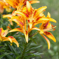 2 Yellow Red Lily Bulbs, Giant Lily Flower Bulbs for Planting, Lily Flowering Bulbs, Lily Spring Bulbs, Outdoor Indoor Flower Bulbs to Plant
